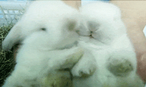 white-fluffy-bunnies-cuddling