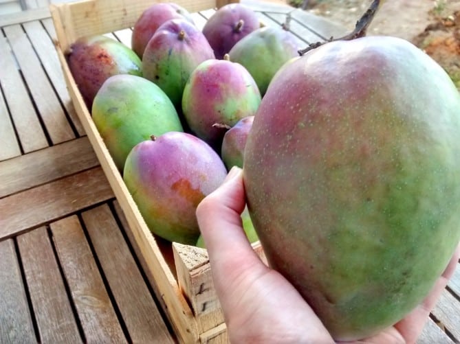 Algarve-Green-Mango-Maiskperfeito